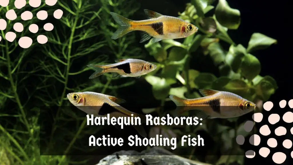 Harlequin Rasboras: Active Shoaling Fish
