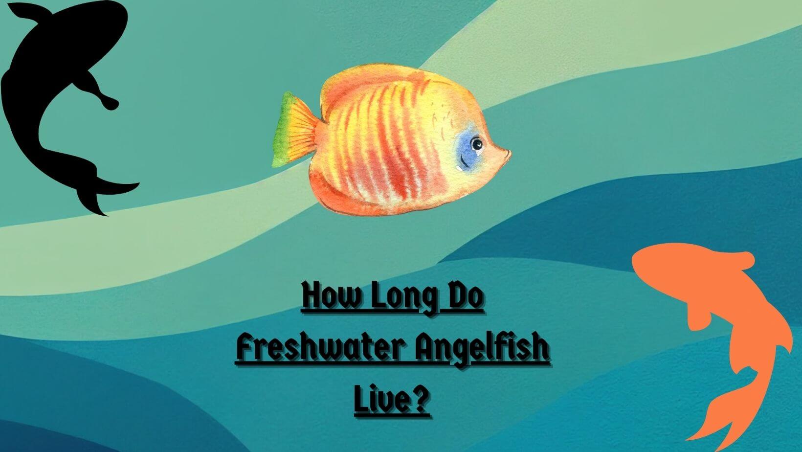 How Long Do Freshwater Angelfish Live
