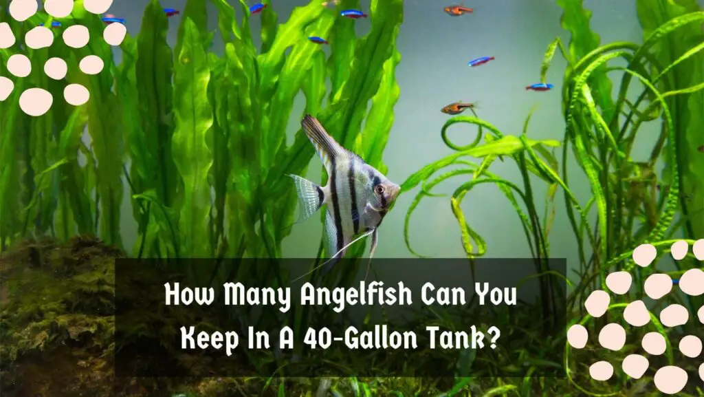 How Many Angelfish Can You Keep In A 40-Gallon Tank?