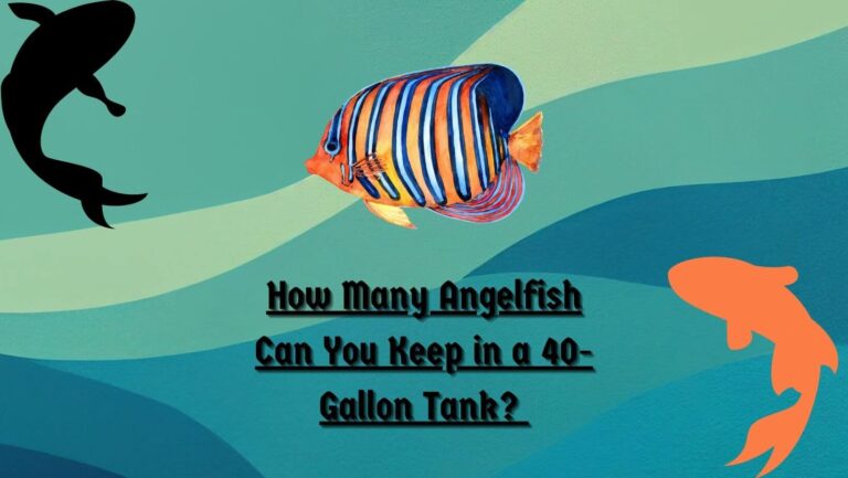 How Many Angelfish in a 40-Gallon Tank?