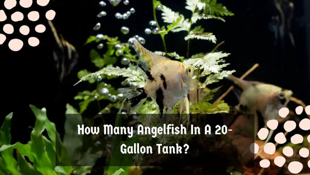 How Many Angelfish In A 20-Gallon Tank?