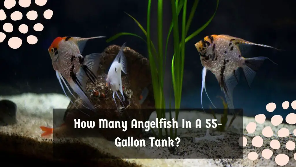 How Many Angelfish In A 55-Gallon Tank?