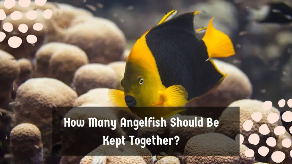 How Many Angelfish Should Be Kept Together?