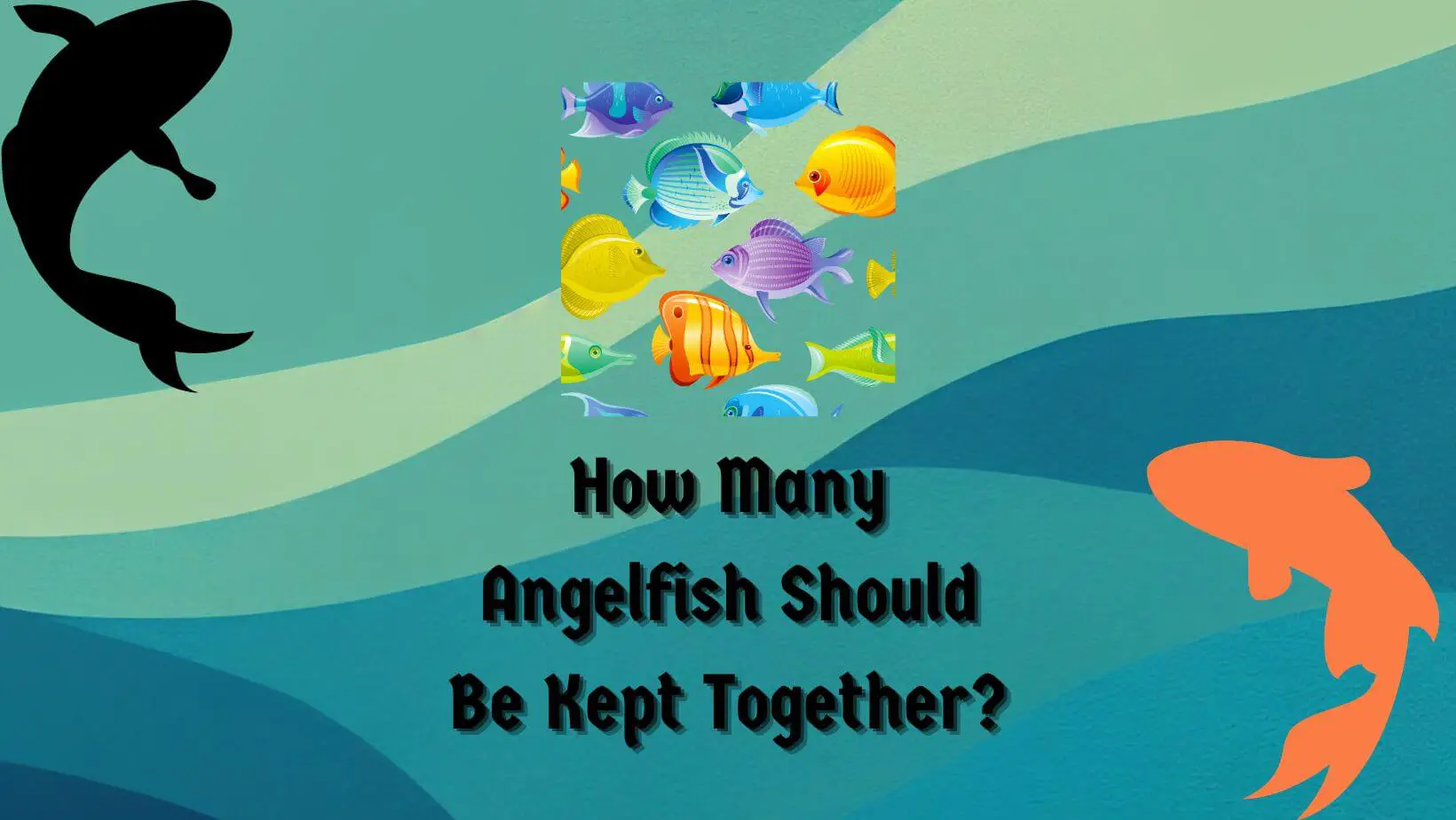 How Many Angelfish Should Be Kept Together