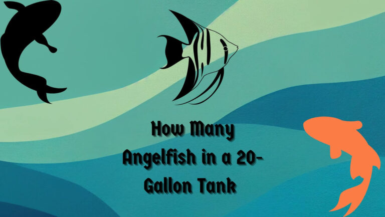 How Many Angelfish in a 20-Gallon Tank