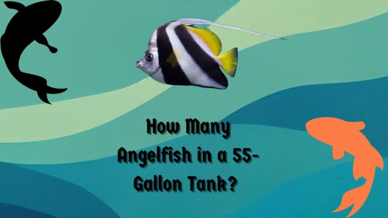 How Many Angelfish in A 55-Gallon Tank?