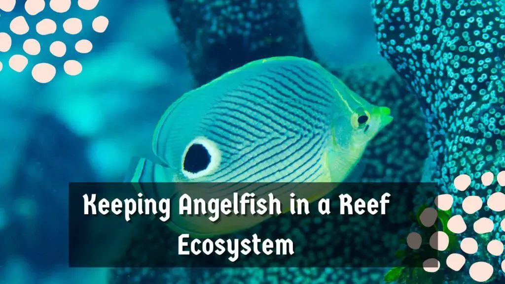 Keeping Angelfish in a Reef Ecosystem
