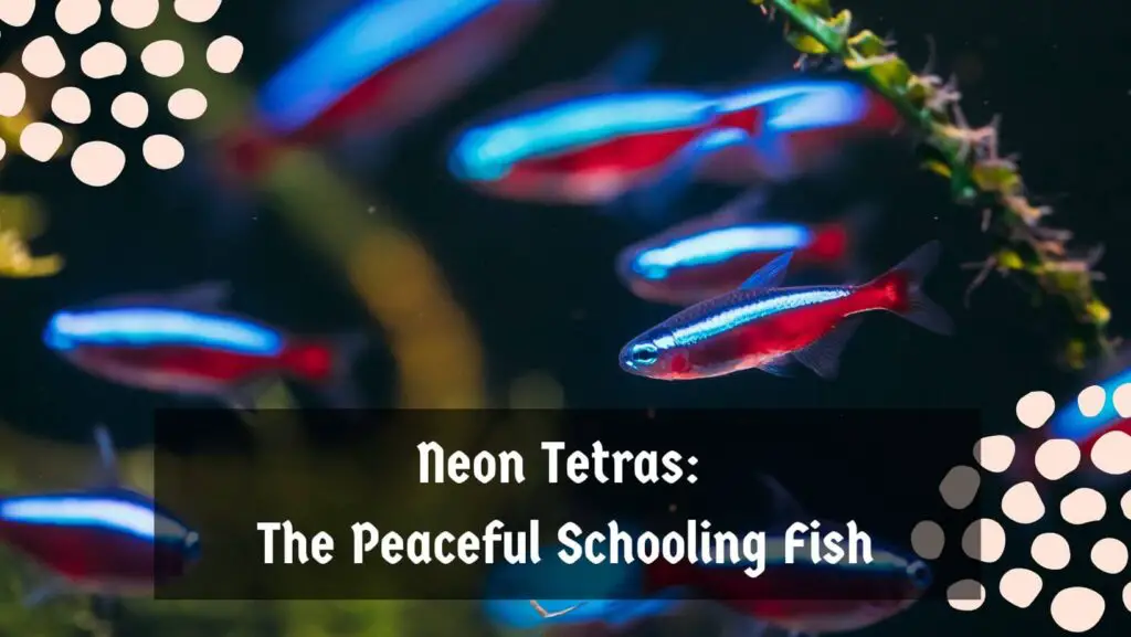 1. Neon Tetras: The Peaceful Schooling Fish