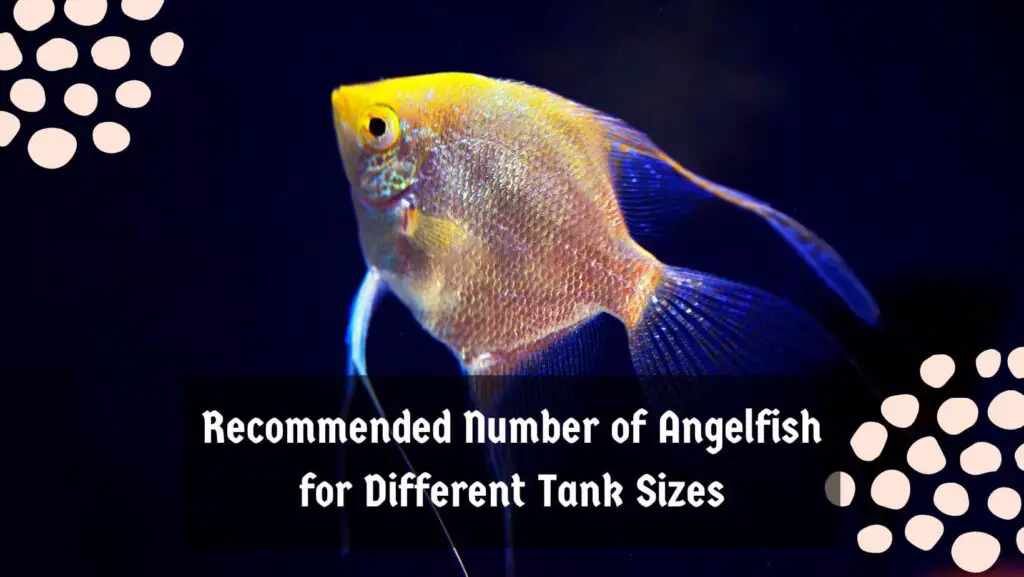 Recommended Number of Angelfish for Different Tank Sizes