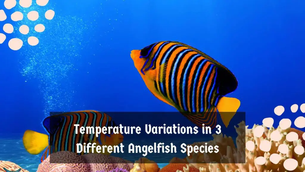 Temperature Variations in 3 Different Angelfish Species
