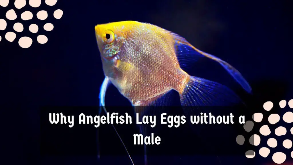 Why Angelfish Lay Eggs without a Male
